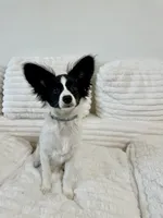 Bambi, a male Papillon for sale in Clarkston, WA – 7 of 10