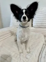 Bambi, a male Papillon for sale in Clarkston, WA – 9 of 10