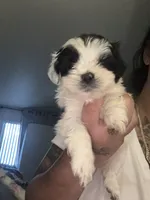 Dot, a female Shih Tzu for sale in Wellington, FL – 1 of 2