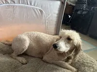 Cookie, a female Goldendoodle for sale in Wellington, FL – 4 of 4
