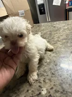 Snow, a female Shih Tzu for sale in Wellington, FL – 3 of 3