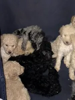 Blondy , a female Poodle - Standard  for sale in Wellington, FL – 2 of 2