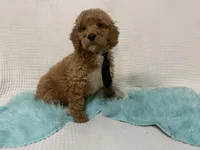 Blk tie, a male Poodle - Miniature  for sale in Wellington, FL – Photo 8 of 9