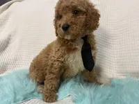 Blk tie, a male Poodle - Miniature  for sale in Wellington, FL – Photo 6 of 9