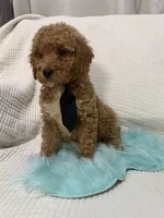 Blk tie, a male Poodle - Miniature  for sale in Wellington, FL – Photo 5 of 9