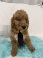 Blk tie, a male Poodle - Miniature  for sale in Wellington, FL – Photo 3 of 9