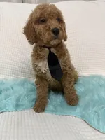 Blk tie, a male Poodle - Miniature  for sale in Wellington, FL – Photo 7 of 9