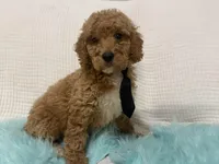 Blk tie, a male Poodle - Miniature  for sale in Wellington, FL – Photo 4 of 9