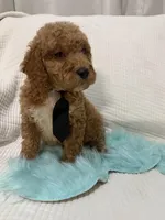 Blk tie, a male Poodle - Miniature  for sale in Wellington, FL – Photo 2 of 9