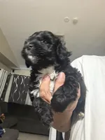 Rocky, a male Shih Tzu for sale in Wellington, FL – 2 of 3