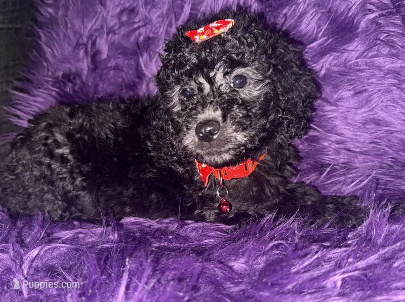 Jill – Poodle - Standard  puppy for sale in Wellington, FL