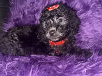 Jill, a female Poodle - Standard  for sale in Wellington, FL – 1 of 7