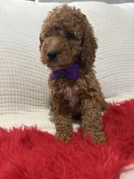 processed/88444d2c-7276-4abe-92eb-da1a5cd40159/listing/16a5e3ae-b898-4df0-8abb-7f1e97f34556/a13dec2d-3cdf-4b3a-a996-c5a2d5fb6158