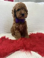 processed/88444d2c-7276-4abe-92eb-da1a5cd40159/listing/16a5e3ae-b898-4df0-8abb-7f1e97f34556/cf12f918-8574-44c3-be80-e3c9483ad7f5