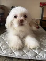 Blanko, a male Shih Tzu for sale in Wellington, FL – 6 of 7