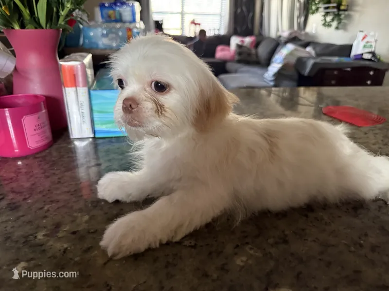 Blanko – Shih Tzu puppy for sale in Wellington, FL