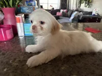 Blanko, a male Shih Tzu for sale in Wellington, FL – 1 of 6
