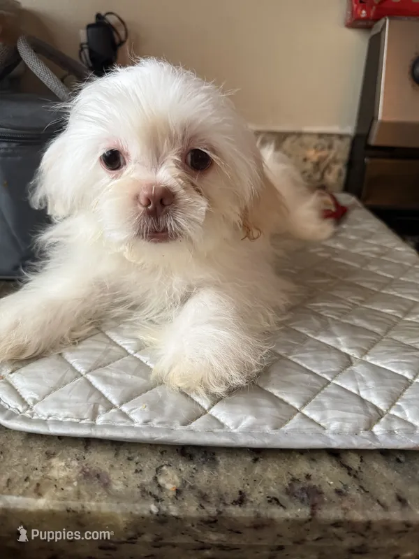 Blanko – Shih Tzu puppy for sale in Wellington, FL