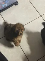 Red, a male Shihpoo for sale in Wellington, FL – 2 of 2