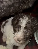 Cinnamon, a female Goldendoodle and Poodle - Multi-Colored Standard for sale in Wellington, FL – 2 of 2
