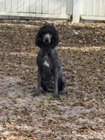 Molly, a female Poodle - Standard  for sale in Wellington, FL – 7 of 7