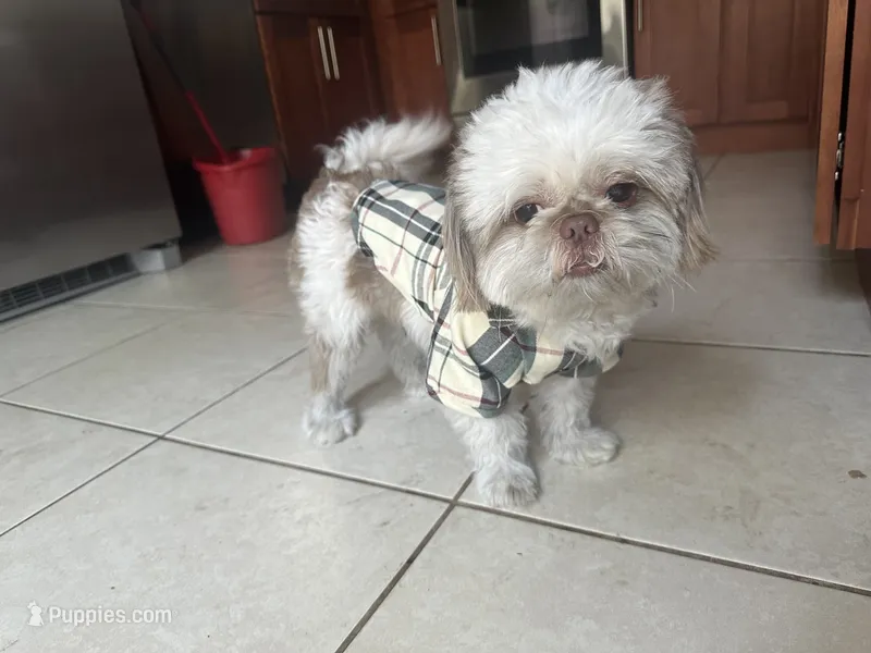 Laz – Shih Tzu puppy for sale in Wellington, FL
