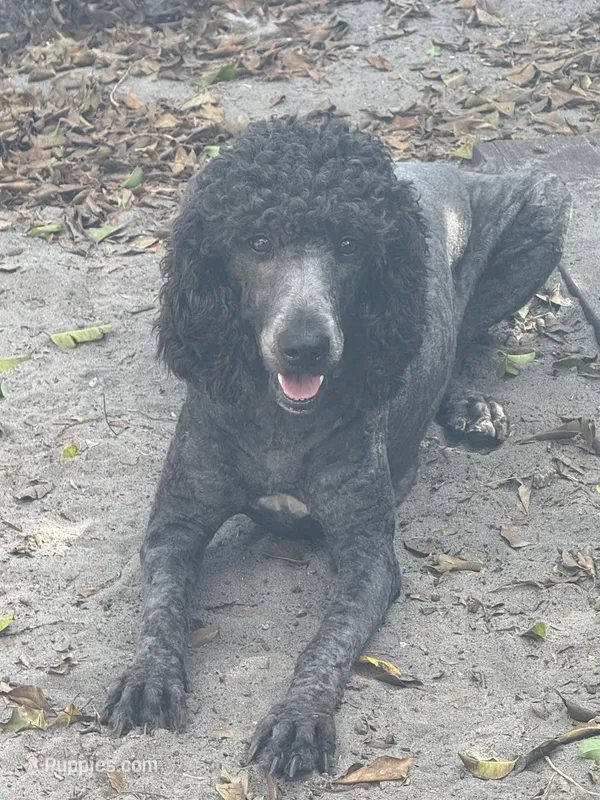 Molly, a female Poodle - Standard  for sale in Wellington, FL – 1 of 7