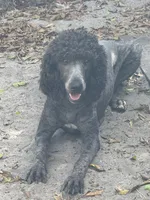 Molly, a female Poodle - Standard  for sale in Wellington, FL – 1 of 7