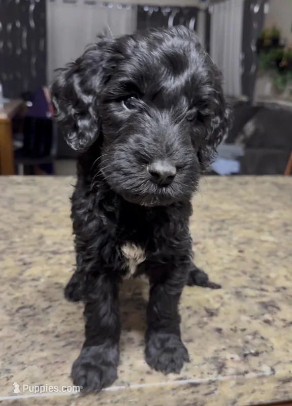 Blacky – Goldendoodle puppy for sale in Wellington, FL