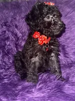 Jill, a female Poodle - Standard  for sale in Wellington, FL – 6 of 7