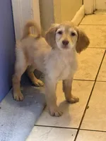 Goldie, a female Goldendoodle for sale in Wellington, FL – Photo 2 of 3