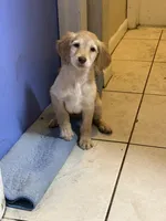 Goldie, a female Goldendoodle for sale in Wellington, FL – Photo 3 of 3