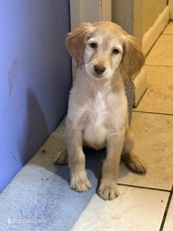 Goldie – Goldendoodle puppy for sale in Wellington, FL