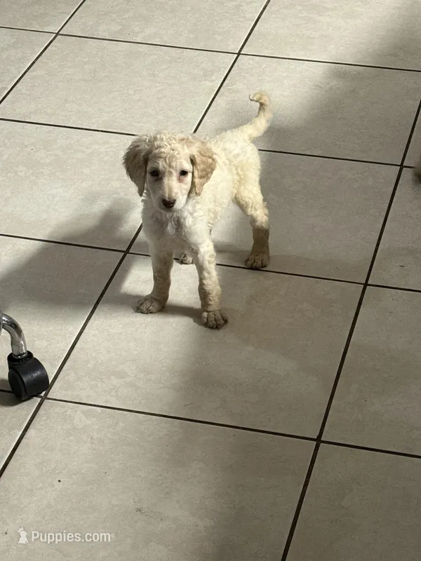 Yellow – Goldendoodle puppy for sale in Wellington, FL