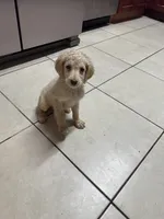 Yellow, a female Goldendoodle for sale in Wellington, FL – Photo 4 of 4