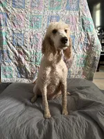 Cookie, a female Poodle - Standard  for sale in Wellington, FL – 9 of 9