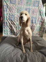 Cookie, a female Poodle - Standard  for sale in Wellington, FL – 8 of 9