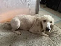 Cookie, a female Goldendoodle for sale in Wellington, FL – 3 of 4