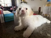 Blanko, a male Shih Tzu for sale in Wellington, FL – 2 of 6