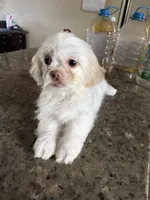 Blanko, a male Shih Tzu for sale in Wellington, FL – 6 of 6