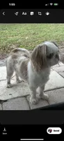 Laz, a male Shih Tzu for sale in Wellington, FL – 2 of 5