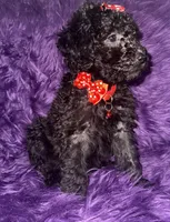 Jill, a female Poodle - Standard  for sale in Wellington, FL – 5 of 7