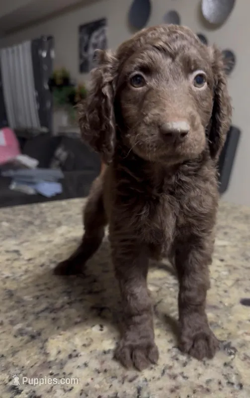 Beauty – Goldendoodle puppy for sale in Wellington, FL