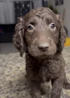 Beauty, a female Goldendoodle for sale in Wellington, FL – Photo 2 of 3