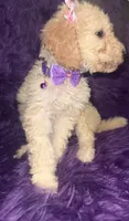 Jazzy , a female Poodle - Standard  for sale in Wellington, FL – 5 of 7