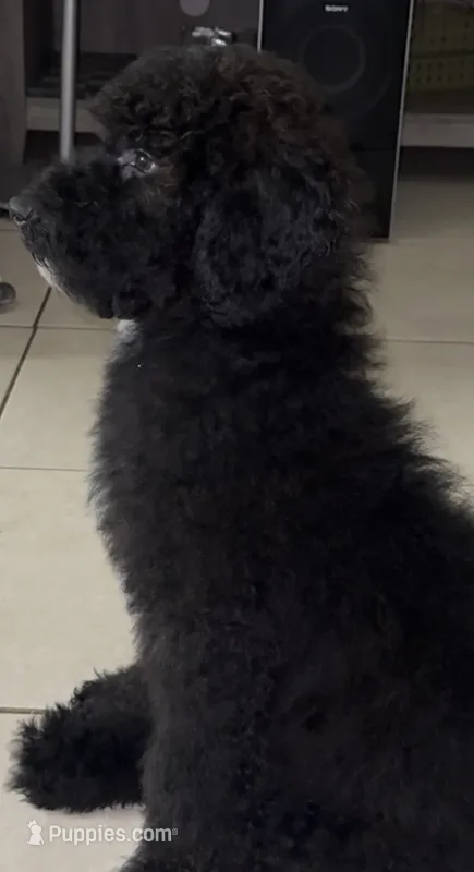 Poodle 2 – Poodle - Miniature  puppy for sale in Wellington, FL