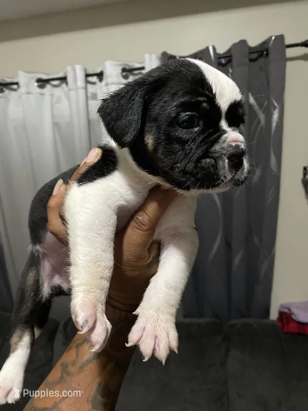 Max – American Bully puppy for sale in Wellington, FL