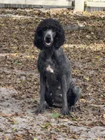 Molly, a female Poodle - Standard  for sale in Wellington, FL – 5 of 7