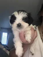 Dot, a female Shih Tzu for sale in Wellington, FL – 2 of 2