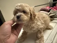 Pup 1, a male Shihpoo for sale in Wellington, FL – 3 of 3